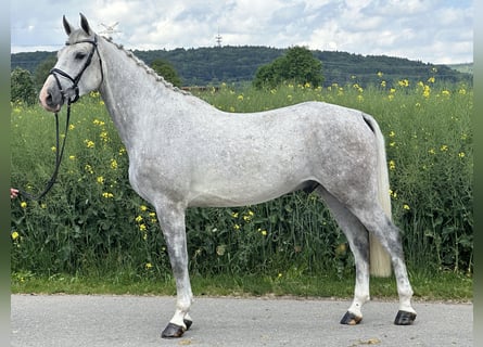 Caballo de deporte alemán, Caballo castrado, 5 años, 167 cm, Tordo
