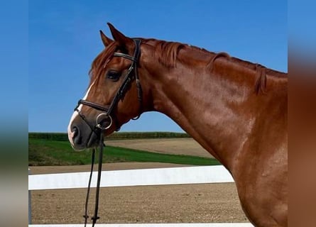 Caballo de deporte alemán, Caballo castrado, 5 años, 168 cm, Alazán