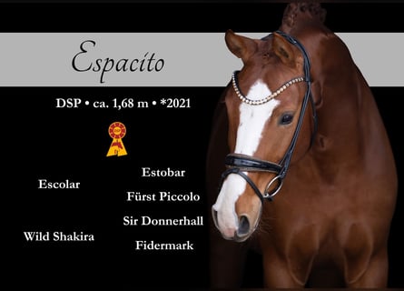 Caballo de deporte alemán, Caballo castrado, 5 años, 168 cm, Alazán