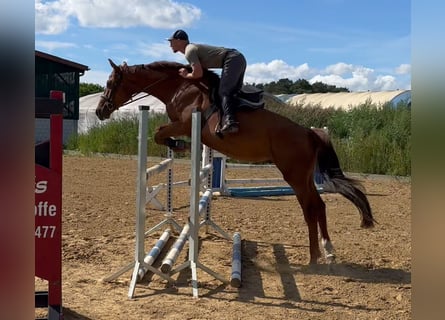 Caballo de deporte alemán, Caballo castrado, 5 años, 168 cm, Alazán