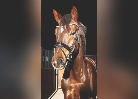 Caballo de deporte alemán, Caballo castrado, 5 años, 168 cm, Alazán-tostado
