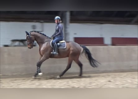 Caballo de deporte alemán, Caballo castrado, 5 años, 168 cm, Castaño