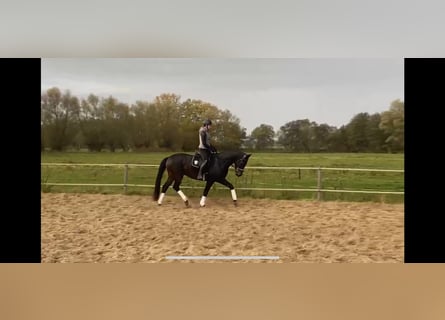 Caballo de deporte alemán, Caballo castrado, 5 años, 168 cm, Castaño oscuro