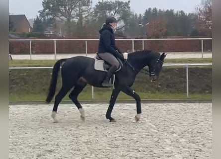 Caballo de deporte alemán, Caballo castrado, 5 años, 168 cm, Castaño oscuro