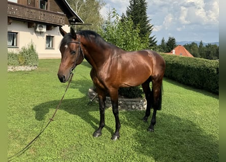 Caballo de deporte alemán, Caballo castrado, 5 años, 168 cm, Castaño oscuro