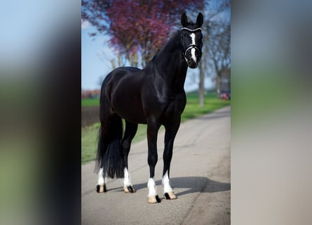 Caballo de deporte alemán, Caballo castrado, 5 años, 168 cm, Negro