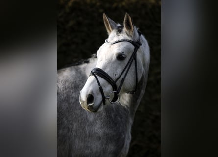 Caballo de deporte alemán, Caballo castrado, 5 años, 168 cm, Tordo