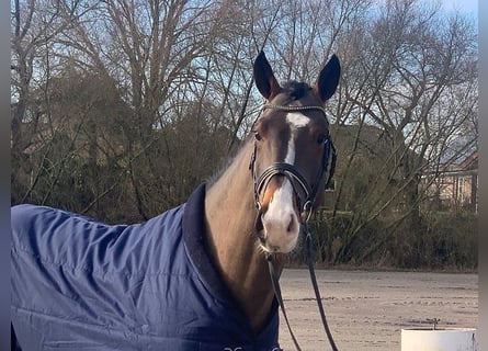 Caballo de deporte alemán, Caballo castrado, 5 años, 170 cm, Castaño