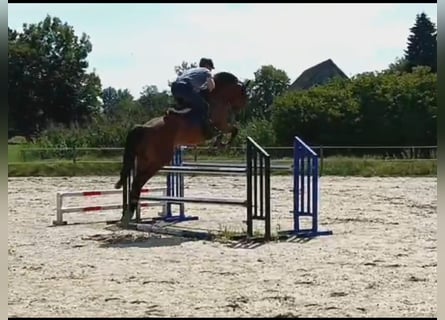 Caballo de deporte alemán, Caballo castrado, 5 años, 170 cm, Castaño