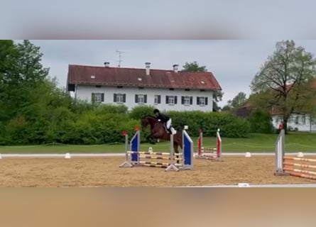 Caballo de deporte alemán, Caballo castrado, 5 años, 170 cm, Castaño oscuro