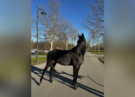 Caballo de deporte alemán, Caballo castrado, 5 años, 170 cm, Negro