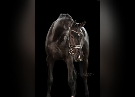 Caballo de deporte alemán, Caballo castrado, 5 años, 170 cm, Negro