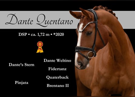 Caballo de deporte alemán, Caballo castrado, 5 años, 171 cm, Alazán