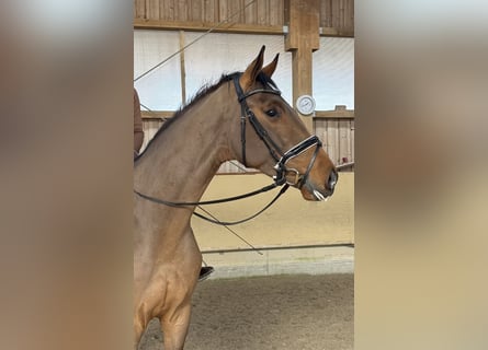 Caballo de deporte alemán, Caballo castrado, 5 años, 171 cm, Castaño