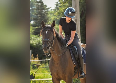 Caballo de deporte alemán, Caballo castrado, 5 años, 171 cm, Castaño