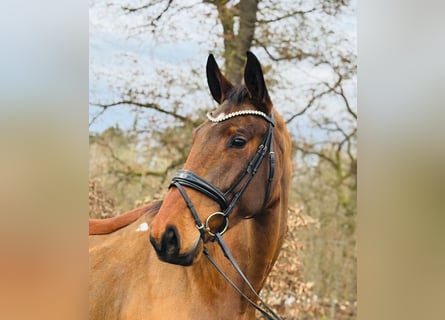 Caballo de deporte alemán, Caballo castrado, 5 años, 171 cm, Castaño