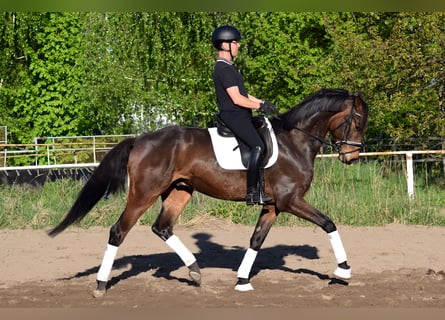 Caballo de deporte alemán, Caballo castrado, 5 años, 171 cm, Castaño
