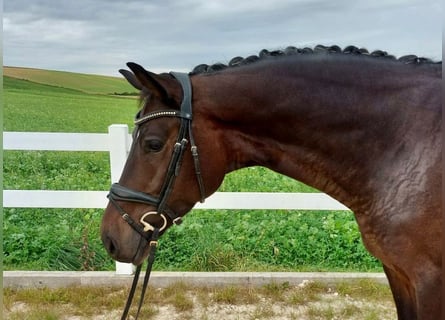 Caballo de deporte alemán, Caballo castrado, 5 años, 171 cm, Castaño oscuro