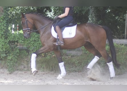 Caballo de deporte alemán, Caballo castrado, 5 años, 172 cm, Castaño