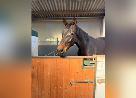 Caballo de deporte alemán, Caballo castrado, 5 años, 172 cm, Castaño oscuro