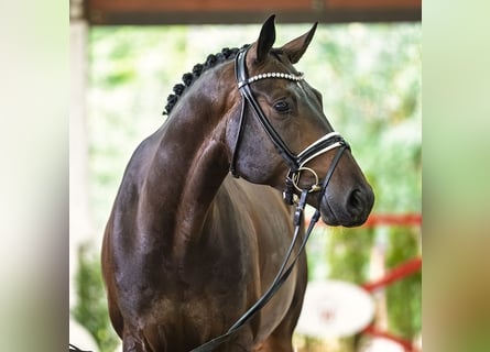 Caballo de deporte alemán, Caballo castrado, 5 años, 172 cm, Castaño oscuro