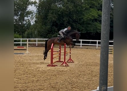 Caballo de deporte alemán, Caballo castrado, 5 años, 172 cm, Castaño oscuro