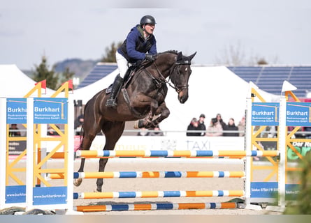 Caballo de deporte alemán, Caballo castrado, 5 años, 172 cm, Morcillo