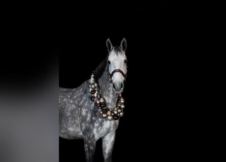 Caballo de deporte alemán, Caballo castrado, 5 años, 172 cm, Tordo