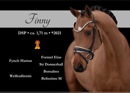 Caballo de deporte alemán, Caballo castrado, 5 años, 173 cm, Castaño claro