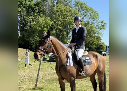 Caballo de deporte alemán, Caballo castrado, 5 años, 175 cm, Castaño