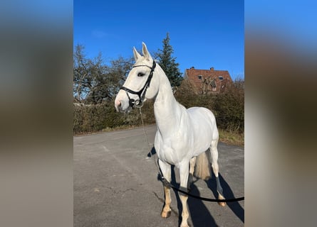 Caballo de deporte alemán, Caballo castrado, 5 años, 175 cm, Tordo