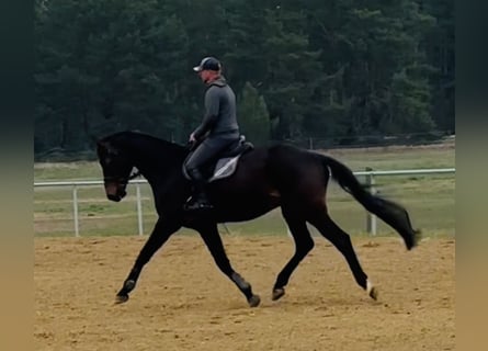 Caballo de deporte alemán, Caballo castrado, 5 años, 176 cm, Castaño oscuro