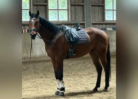 Caballo de deporte alemán, Caballo castrado, 5 años, 178 cm, Castaño