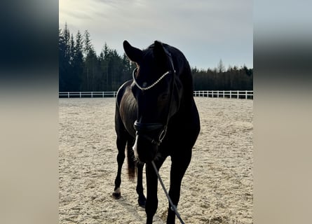 Caballo de deporte alemán, Caballo castrado, 5 años, 178 cm, Negro