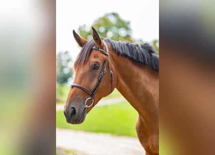 Caballo de deporte alemán, Caballo castrado, 5 años, 181 cm, Castaño