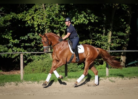 Caballo de deporte alemán, Caballo castrado, 5 años, 182 cm, Alazán