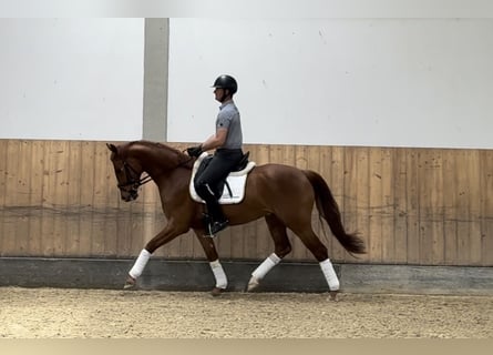 Caballo de deporte alemán, Caballo castrado, 5 años, Alazán