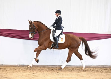 Caballo de deporte alemán, Caballo castrado, 5 años, Alazán-tostado
