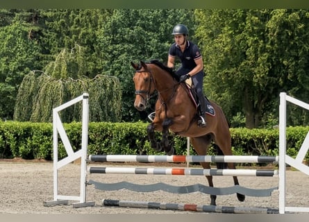 Caballo de deporte alemán, Caballo castrado, 5 años, Castaño