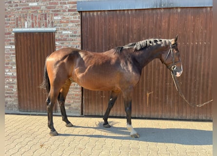 Caballo de deporte alemán, Caballo castrado, 5 años, Castaño oscuro