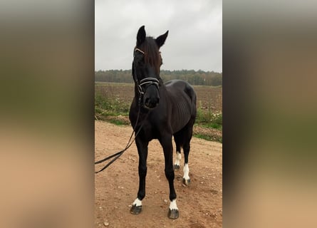 Caballo de deporte alemán, Caballo castrado, 6 años, 163 cm, Negro