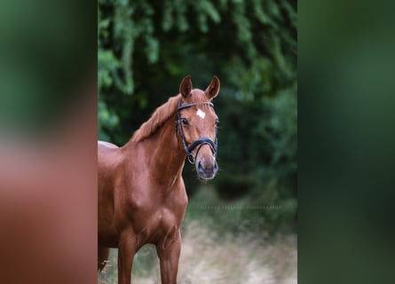 Caballo de deporte alemán, Caballo castrado, 6 años, 165 cm, Alazán