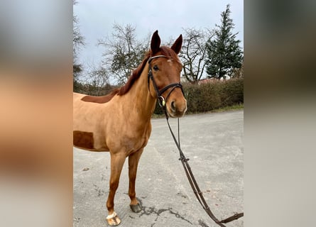 Caballo de deporte alemán, Caballo castrado, 6 años, 165 cm, Alazán