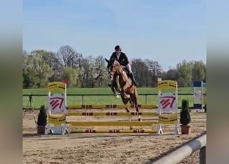 Caballo de deporte alemán, Caballo castrado, 6 años, 165 cm, Alazán-tostado