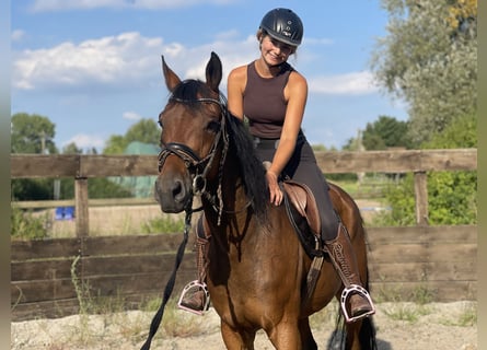 Caballo de deporte alemán Mestizo, Caballo castrado, 6 años, 165 cm