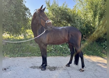 Caballo de deporte alemán, Caballo castrado, 6 años, 165 cm, Castaño