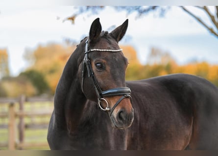 Caballo de deporte alemán, Caballo castrado, 6 años, 165 cm, Castaño oscuro