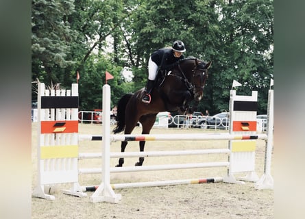 Caballo de deporte alemán, Caballo castrado, 6 años, 165 cm, Castaño oscuro