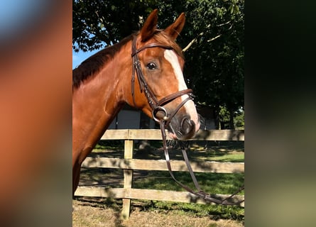 Caballo de deporte alemán, Caballo castrado, 6 años, 166 cm, Alazán