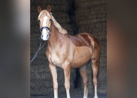 Caballo de deporte alemán, Caballo castrado, 6 años, 166 cm, Alazán